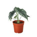 Alocasia Amazonica 'Reversa'