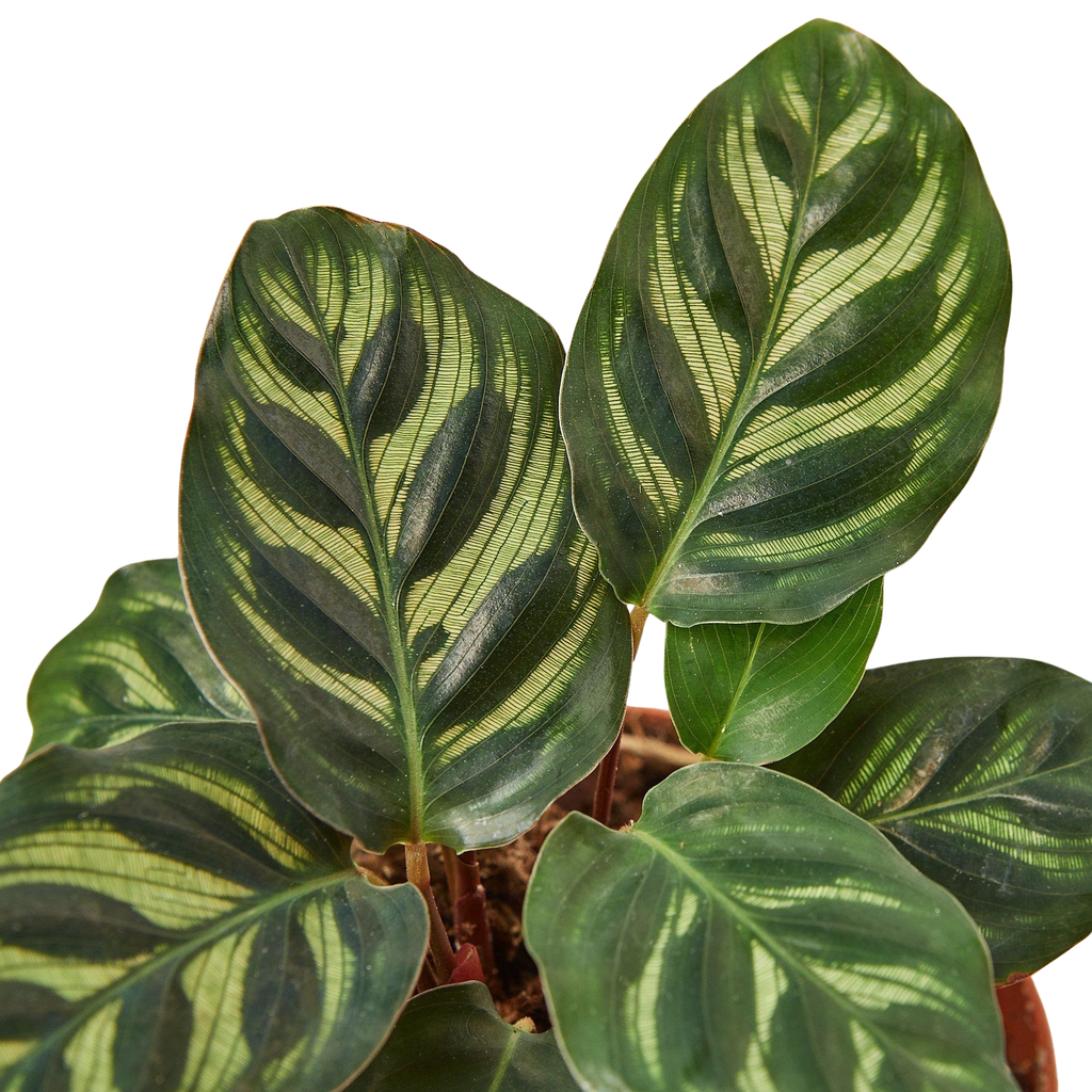 Calathea 'Makoyana'