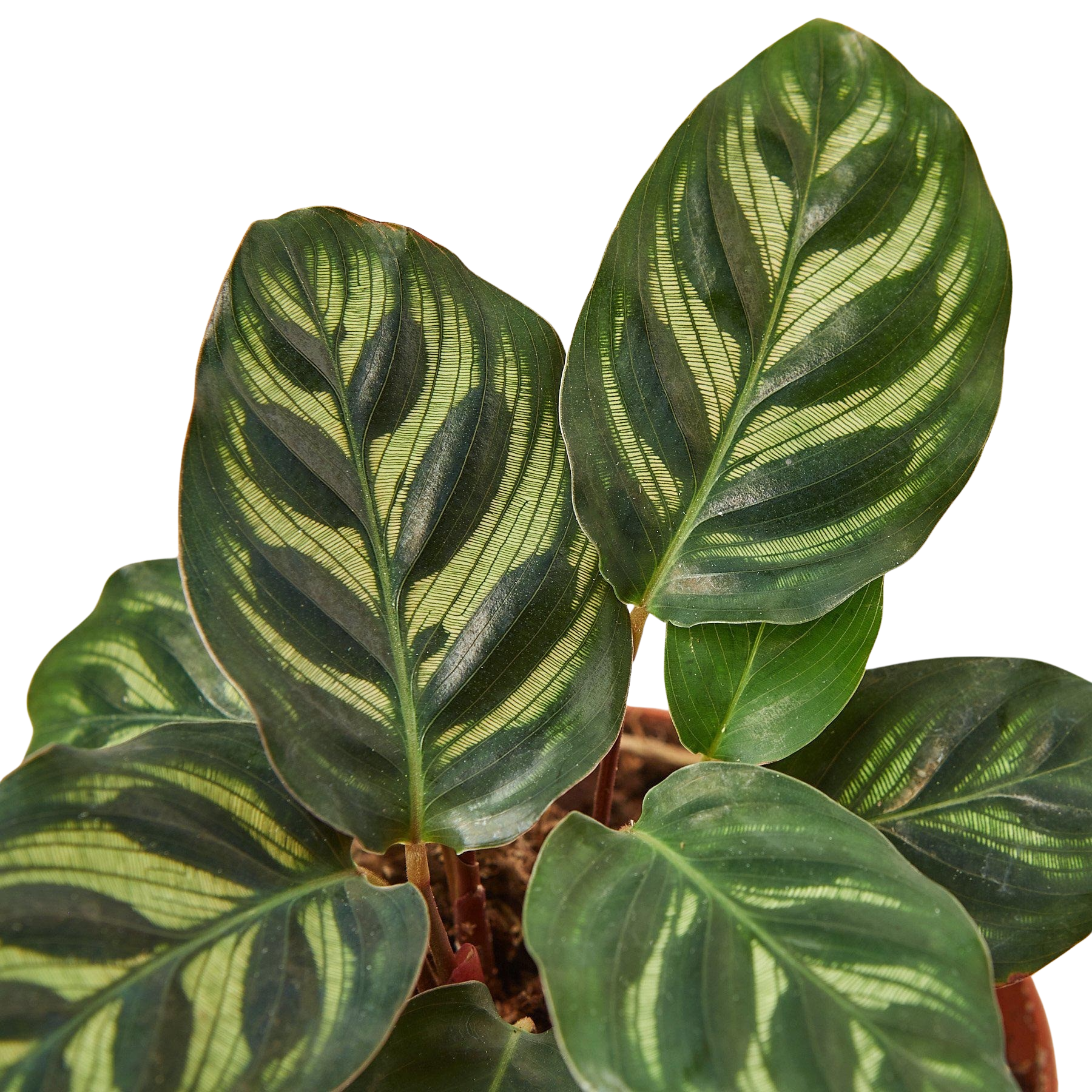 Calathea 'Makoyana'