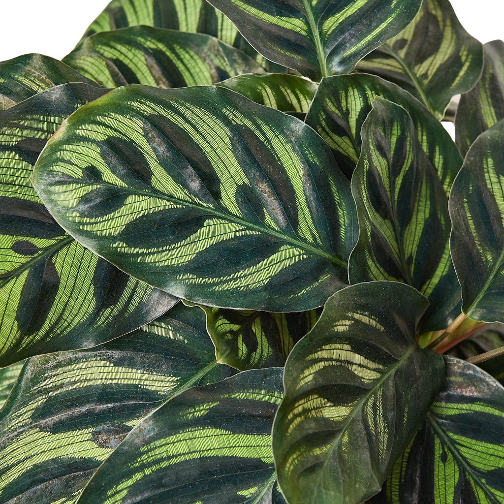 Calathea 'Makoyana'