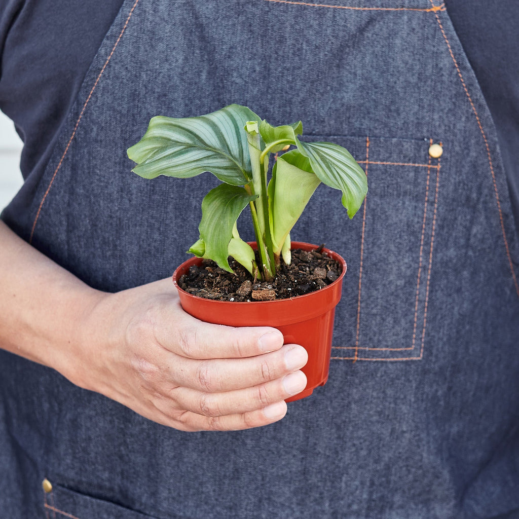 Calathea 'Orbifolia' - 4" Pot - House Plant Shop