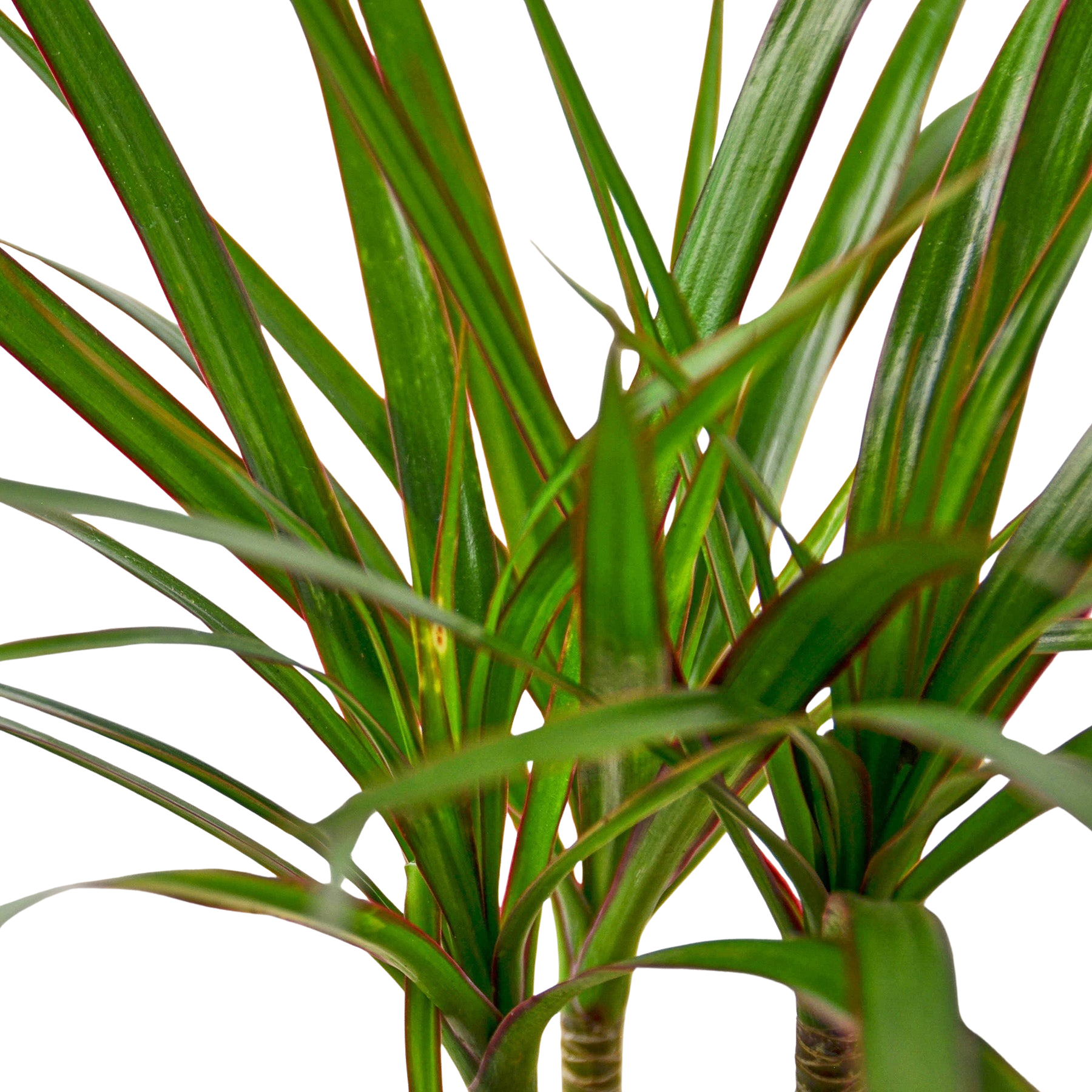 Dracaena 'Marginata Cane'