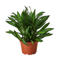 Dracaena 'Song of Jamaica'