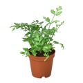 Fern 'Silver Lace'
