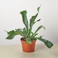 Staghorn Fern - 4" Pot
