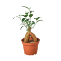 Ficus 'Ginseng'