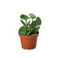 Hoya Carnosa 'Chelsea' - 4" Pot - NURSERY POT ONLY