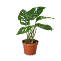 Monstera Adansonii 'Swiss Cheese' - 4" Pot - NURSERY POT ONLY
