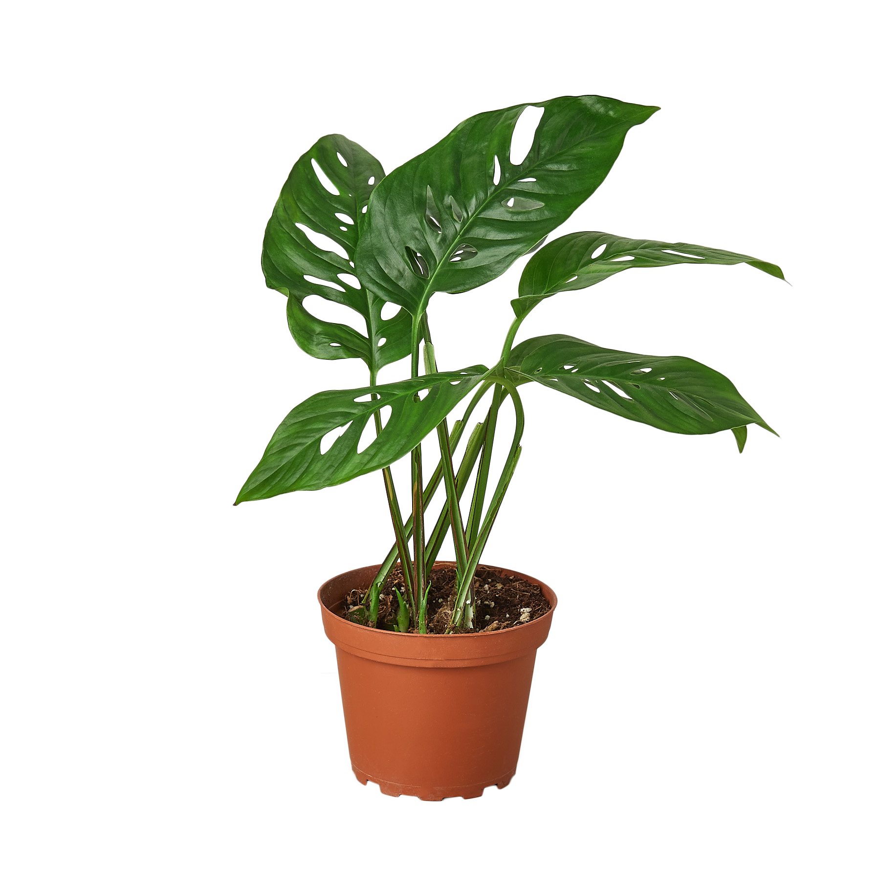 Monstera Adansonii 'Swiss Cheese' - 4" Pot - NURSERY POT ONLY