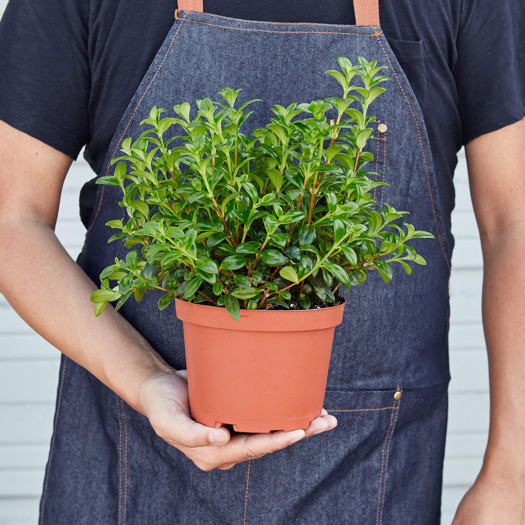 Nemetanthus Candy Corn Plant 'Brazilian Firecracker' - House Plant Shop
