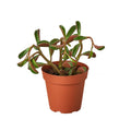 Peperomia 'Ruby Glow'