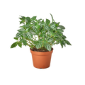 Pilea 'Aluminum' - 6" Pot - NURSERY POT ONLY