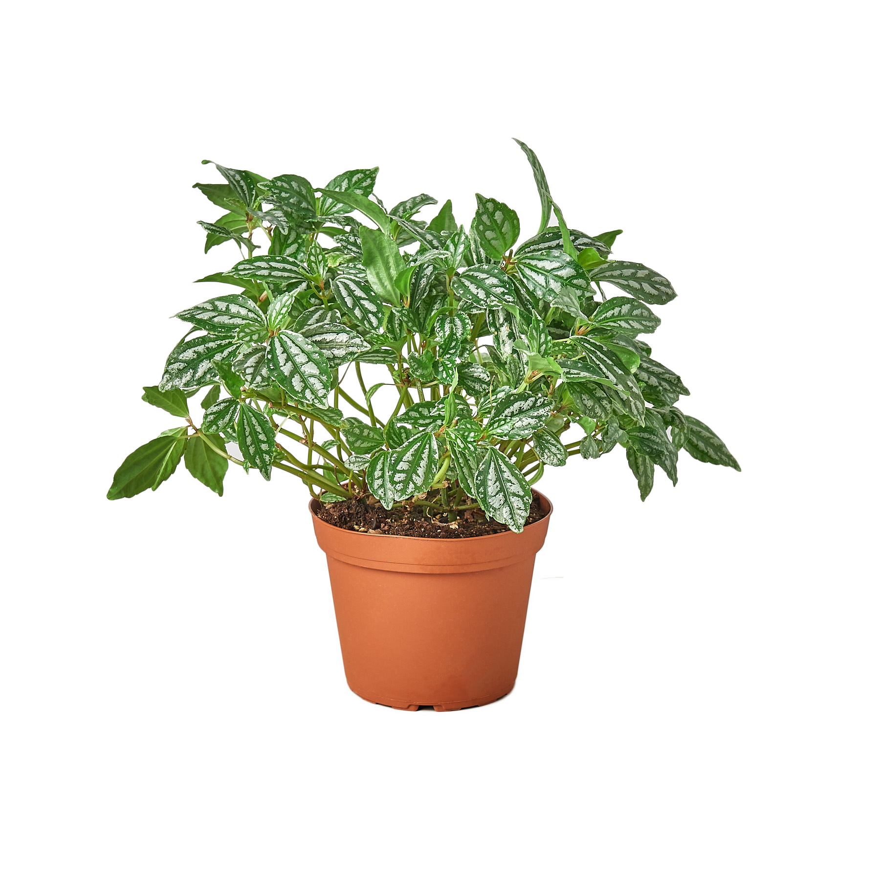 Pilea 'Aluminum' - 6" Pot - NURSERY POT ONLY