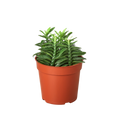 Devil's Backbone Euphorbia