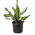 Dracaena Golden Heart