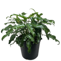 Philodendron Xanadu