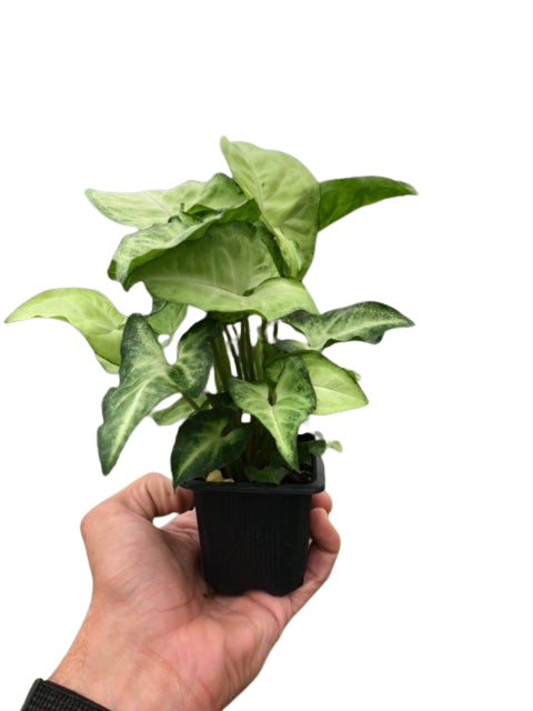 Syngonium 'White Butterfly'