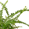 Fern 'Lemon Button' - 6" Pot - NURSERY POT ONLY