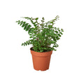 Mahogany Fern
