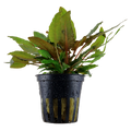 Cryptocoryne 'Tropica'