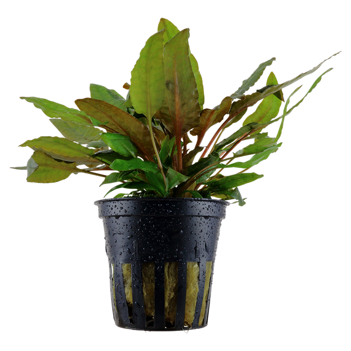 Cryptocoryne 'Tropica'