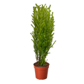 Cypress Lemon