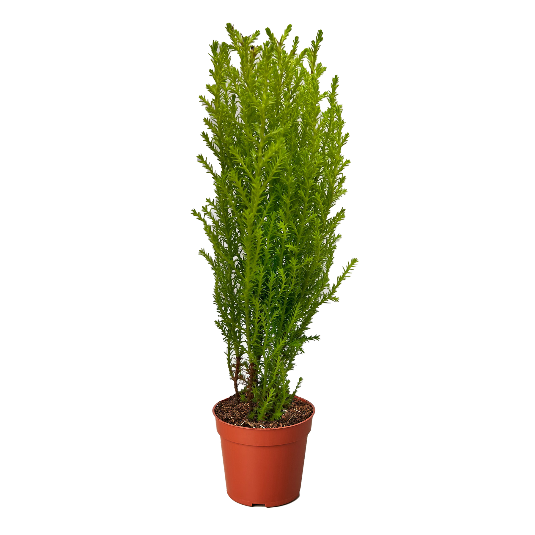 Cypress Lemon
