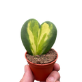 Hoya Heart Flame