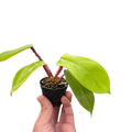 Philodendron 'Squamiferum'