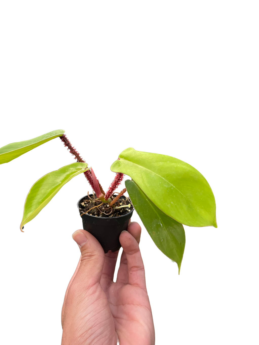 Philodendron 'Squamiferum'