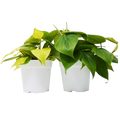 2 Philodendron Variety Pack - 4" Pots