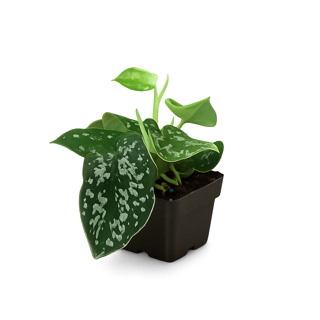 Pothos 'Satin'