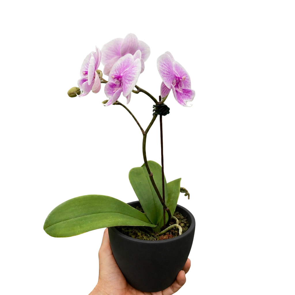 Orchid 'Light Pink Phalaenopsis'