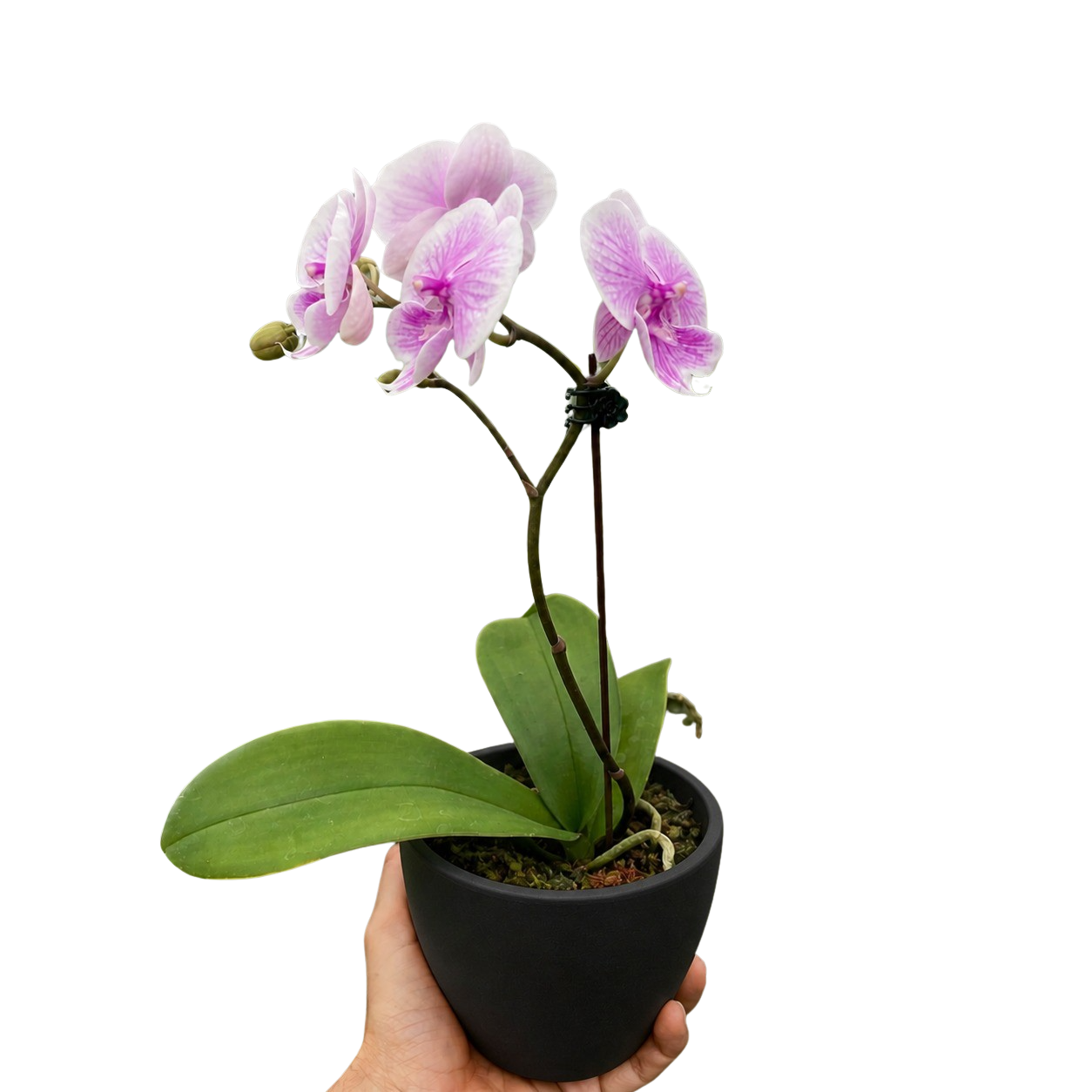 Orchid 'Light Pink Phalaenopsis'