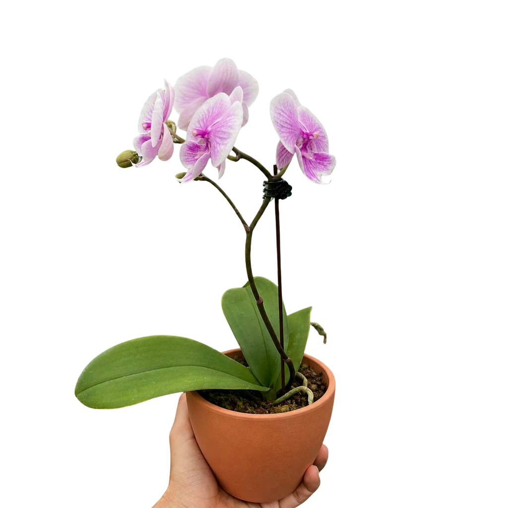 Orchid 'Light Pink Phalaenopsis'