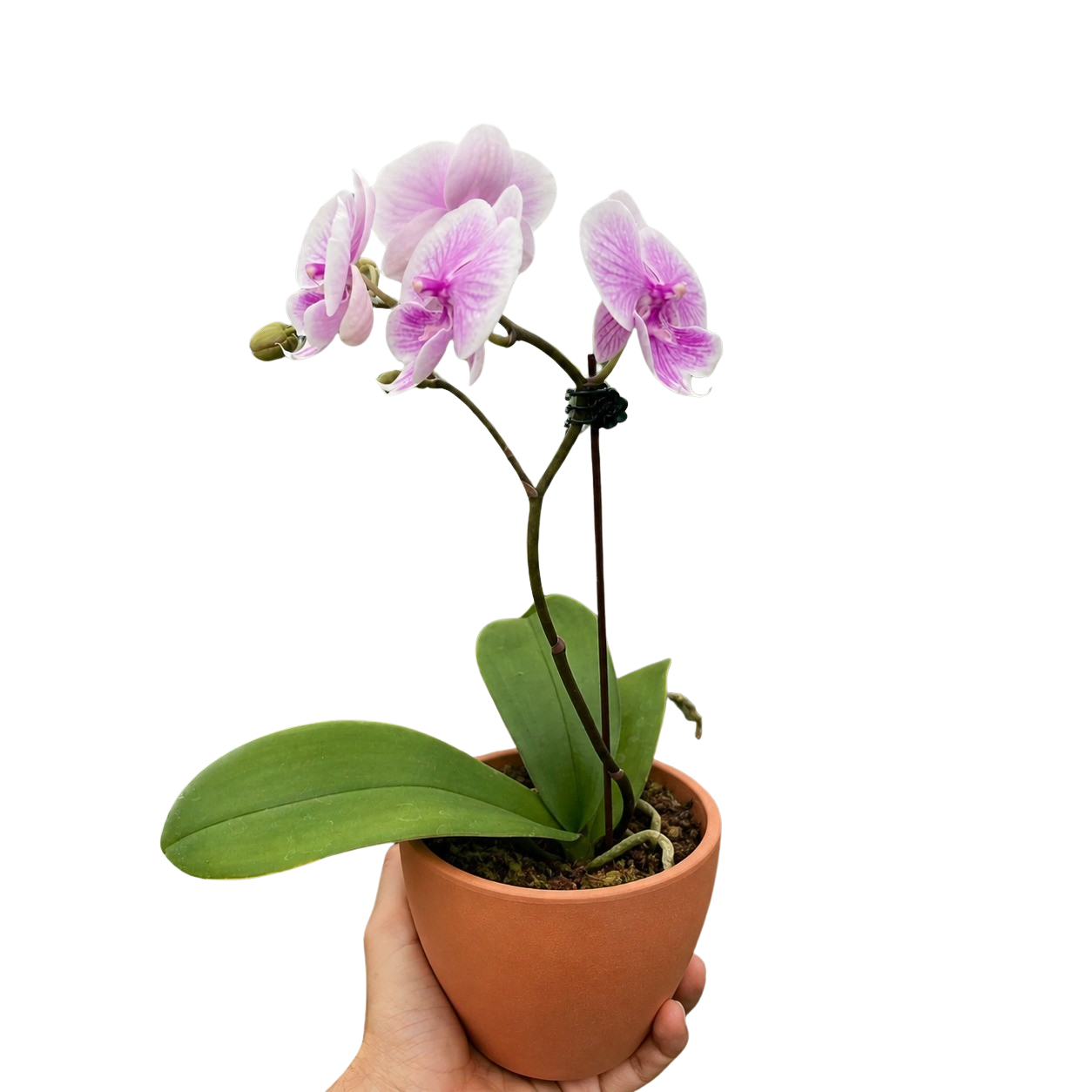Orchid 'Light Pink Phalaenopsis'
