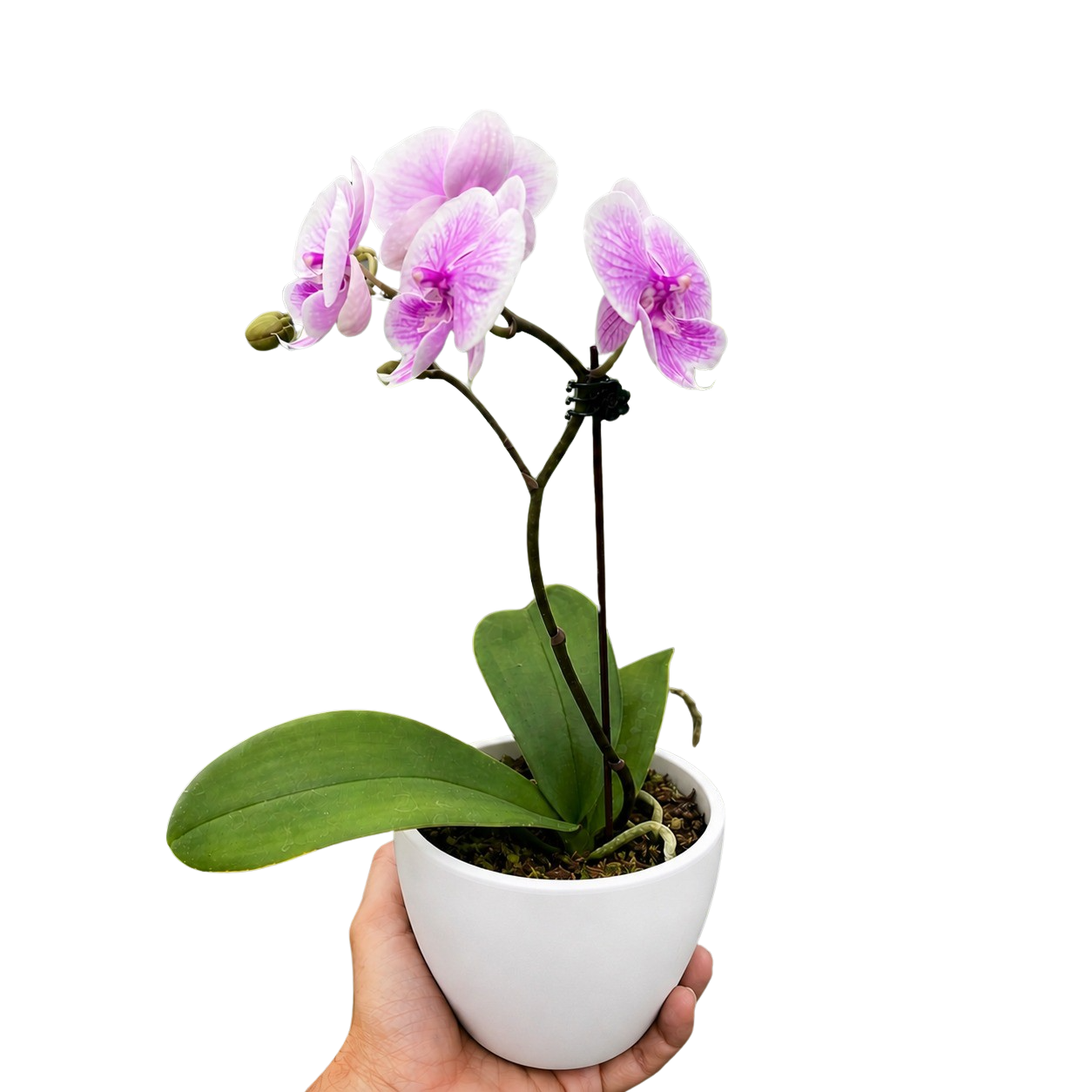 Orchid 'Light Pink Phalaenopsis'