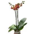 Orchid 'Orange Phalaenopsis'