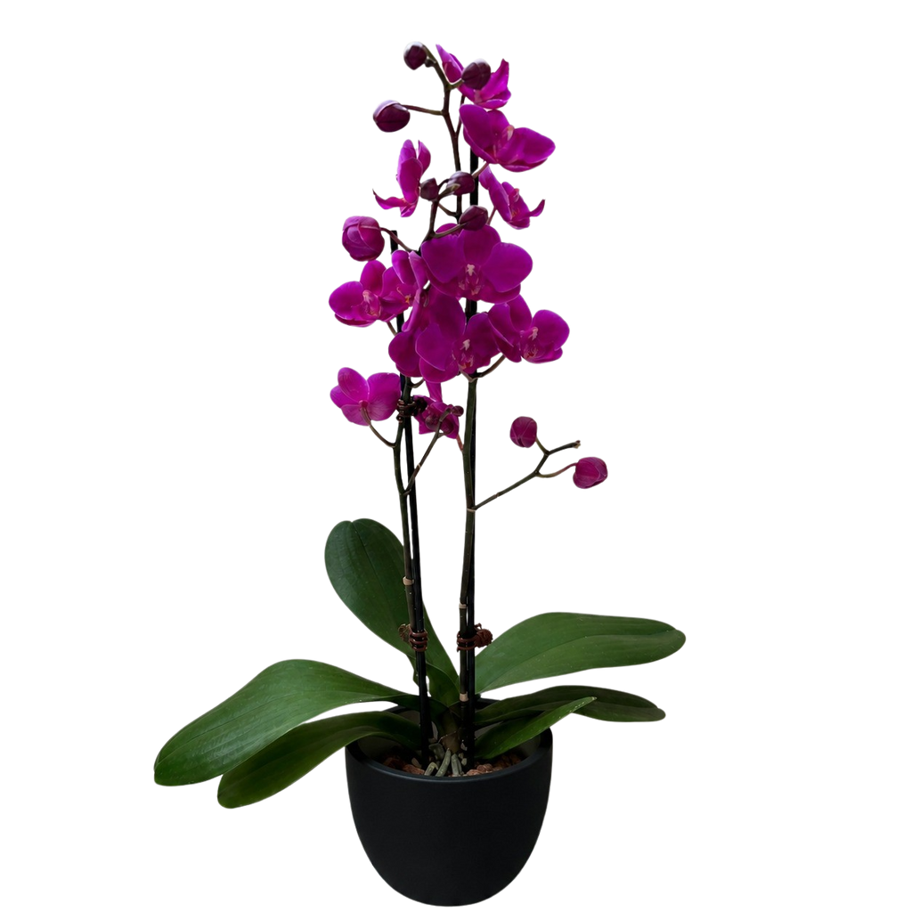 Orchid 'Purple Phalaenopsis'