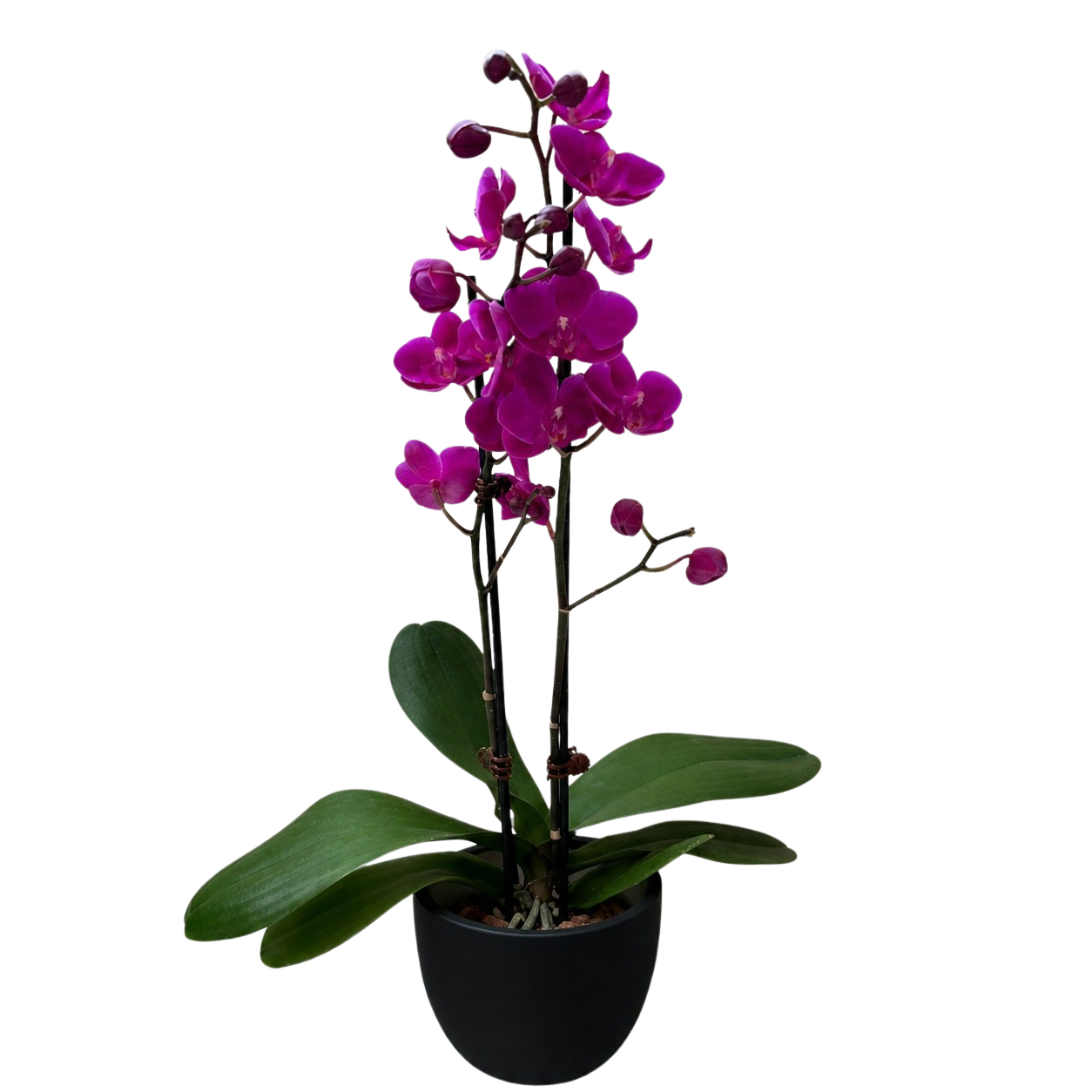 Orchid 'Purple Phalaenopsis'