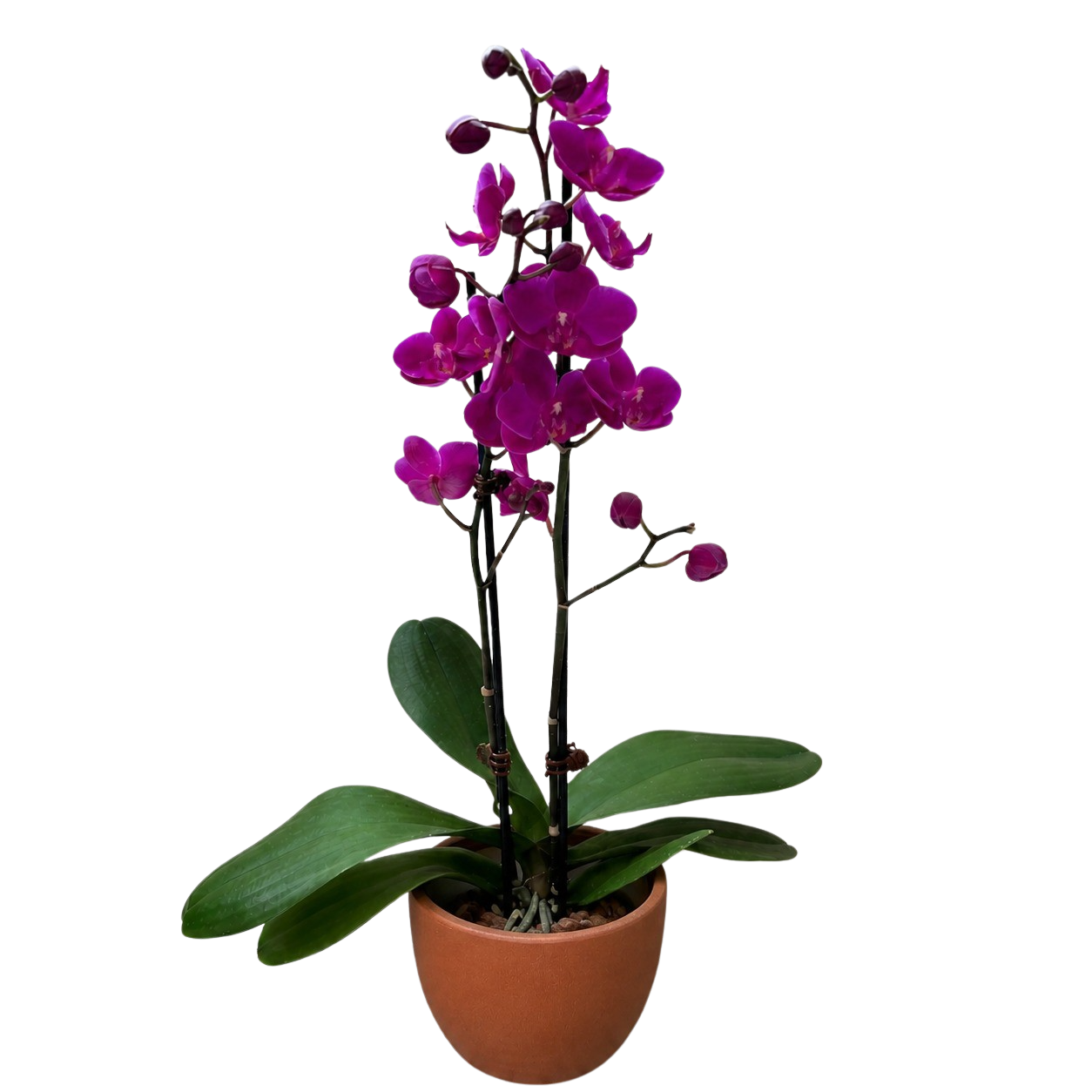 Orchid 'Purple Phalaenopsis'