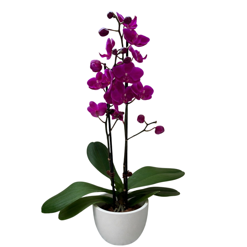 Orchid 'Purple Phalaenopsis'