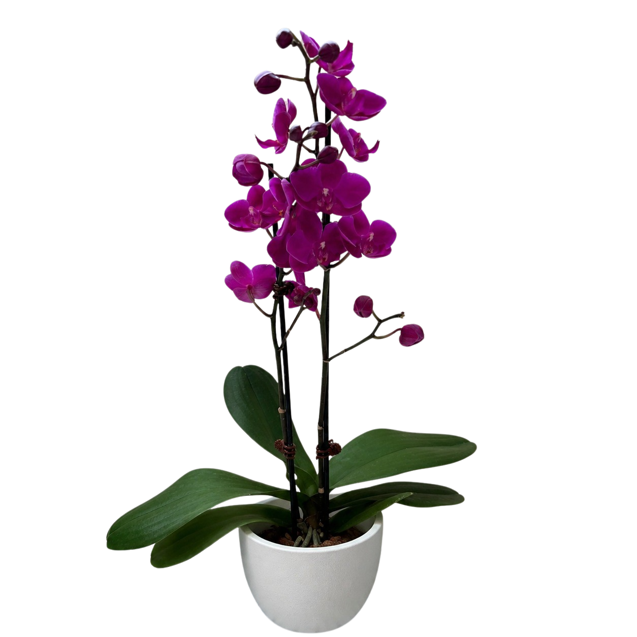 Orchid 'Purple Phalaenopsis'