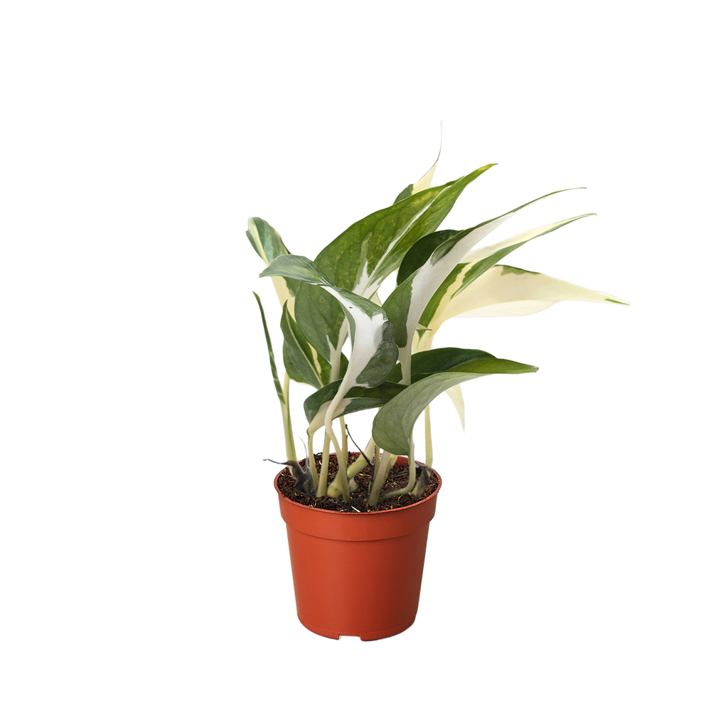 Pothos 'Mutant Manjula'