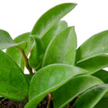 Hoya Carnosa - 6" Pot - NURSERY POT ONLY