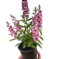 Angelonia