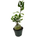 Ant Plant