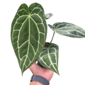 Anthurium Crystallinum