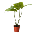 Anthurium 'Veitchii'