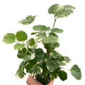 Aralia 'Balfouriana'